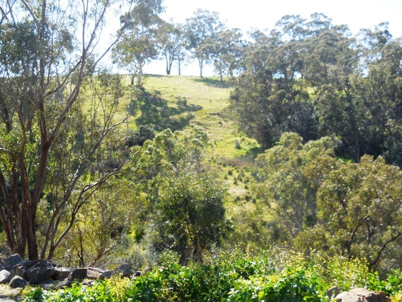 43 Ironbark Avenue, Flagstaff Hill SA 5159
