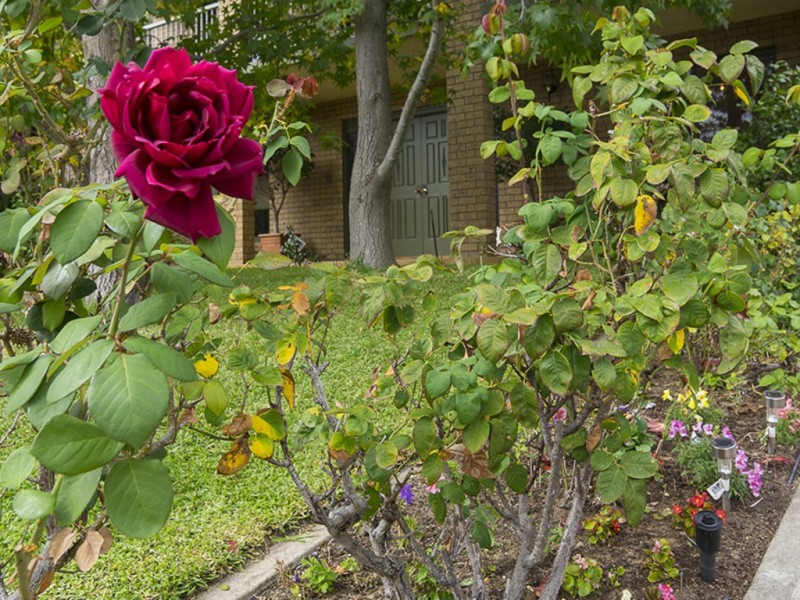 31 Fairlie Drive, Flagstaff Hill SA 5159