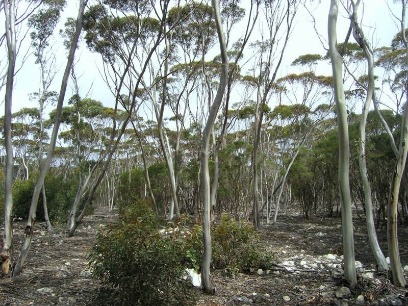 Ptn Lot 50 Sandhurst Road, Dudley West, Penneshaw SA 5222