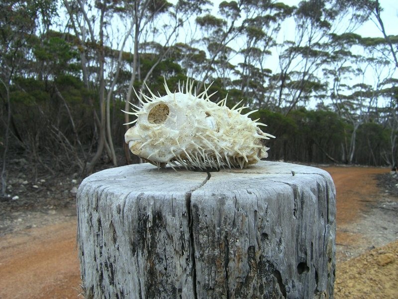 Ptn Lot 50 Sandhurst Road, Dudley West, Penneshaw SA 5222