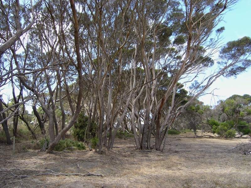 Lot 8 Sea Eagle Way, American River SA 5221