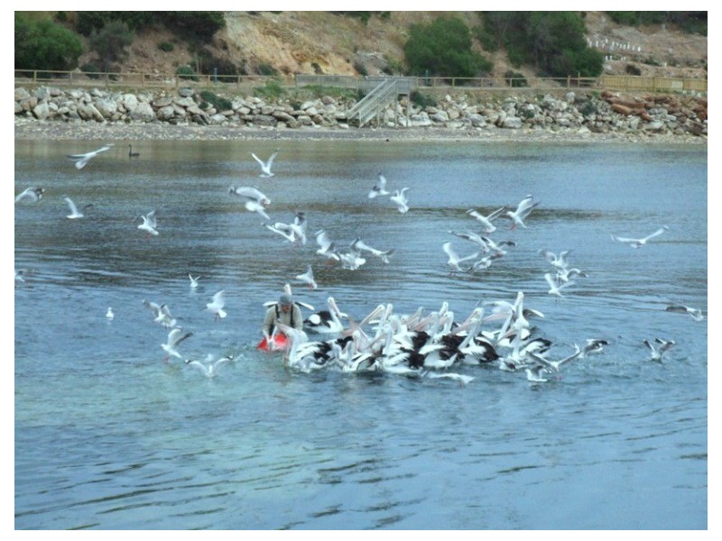 LOT 201 CENTENARY AVENUE, Kingscote SA 5223