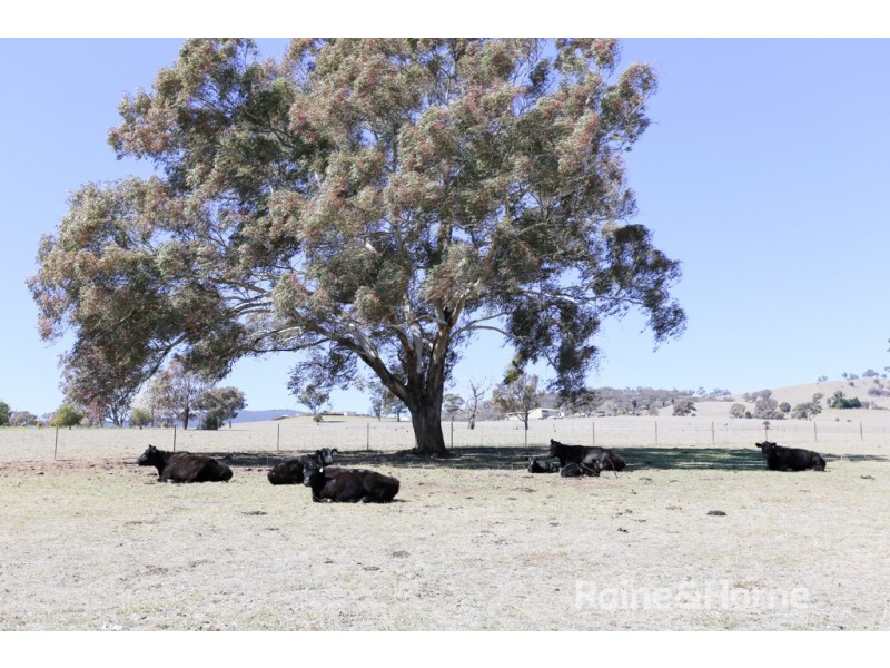 59 Clear Creek Road, Clear Creek NSW 2795