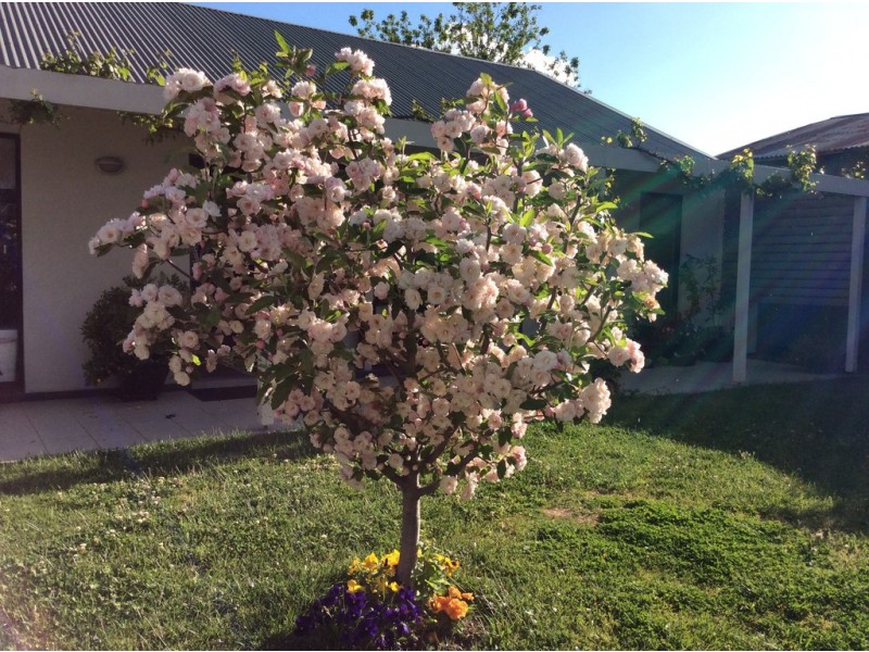 2 Cole Street, Bathurst NSW 2795