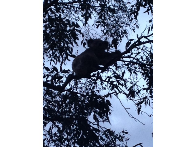 15 Glenhaven Crescent, Perthville NSW 2795