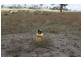 63 Wylchris Lane, Mount Rankin NSW 2795
