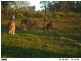125 Billywillinga Road, Billywillinga NSW 2795