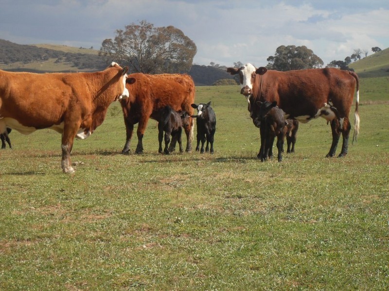 Bathurst NSW 2795