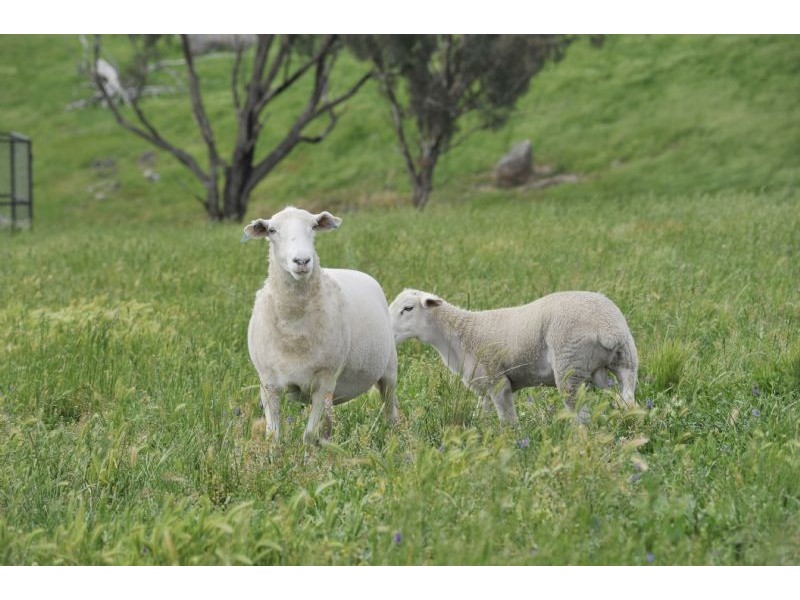 Bathurst NSW 2795