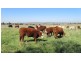 384 Eleven Mile Drive, Bathurst NSW 2795