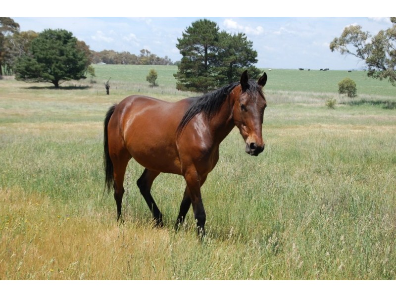 256 Glanmire Lane, Bathurst NSW 2795