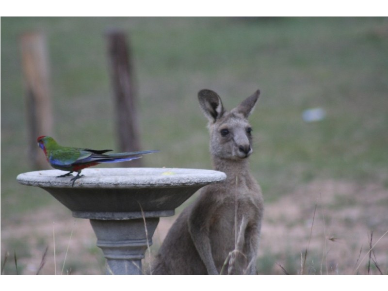 223 Billywillinga Road, Billywillinga NSW 2795