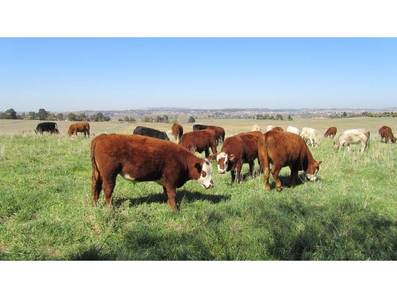 384 Eleven Mile Drive, Bathurst NSW 2795