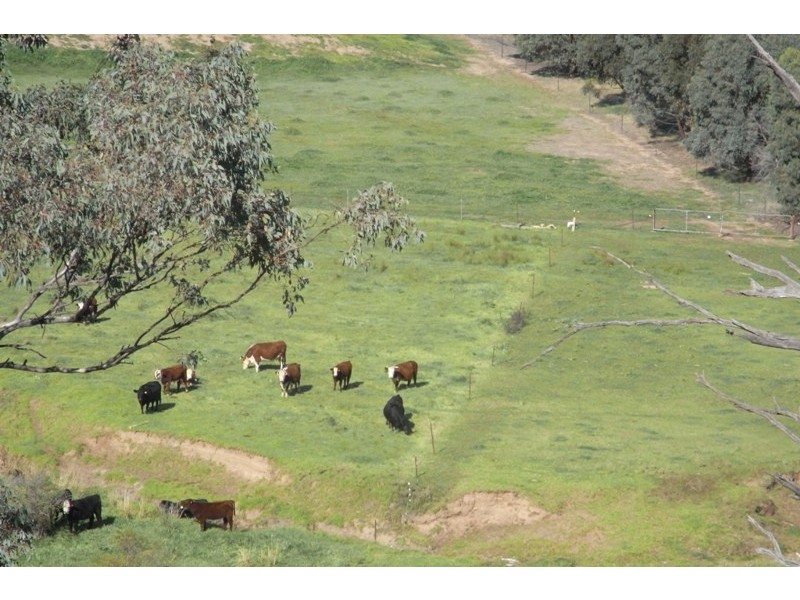 907 Darbys Falls Road, Cowra NSW 2794