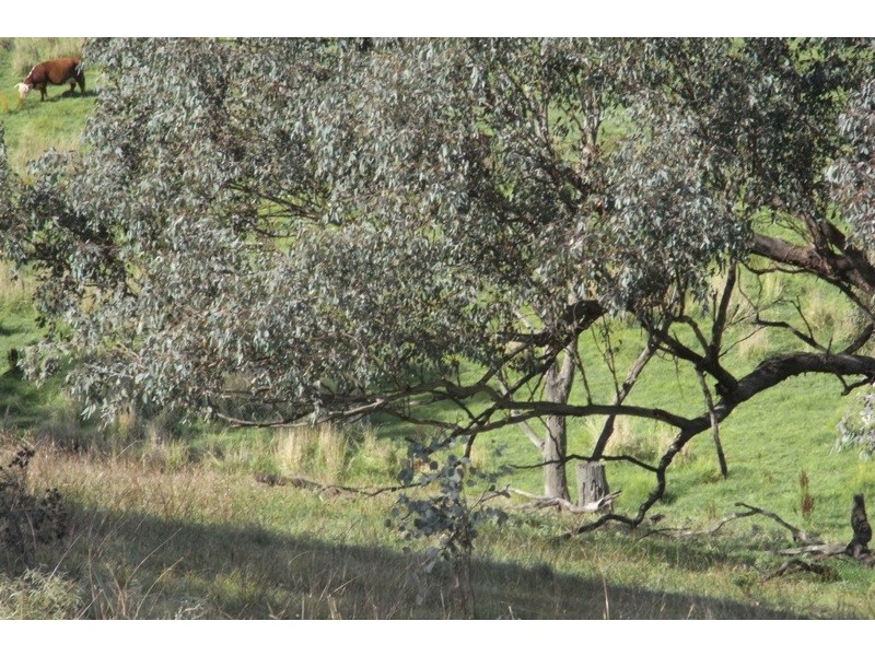 907 Darbys Falls Road, Cowra NSW 2794