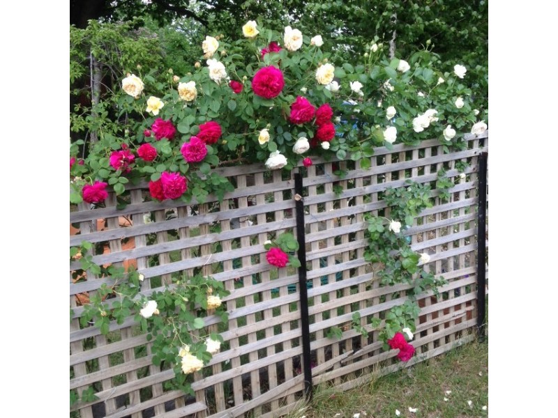 251 Bentinck Street, Bathurst NSW 2795