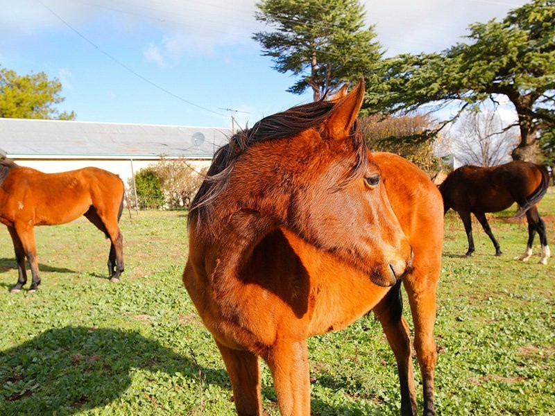 346 Eleven Mile Drive, Eglinton NSW 2795