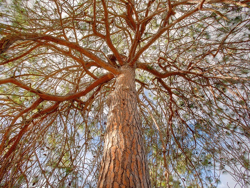 346 Eleven Mile Drive, Eglinton NSW 2795