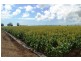 Ayr QLD 4807