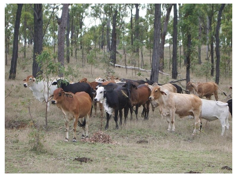 Collinsville QLD 4804