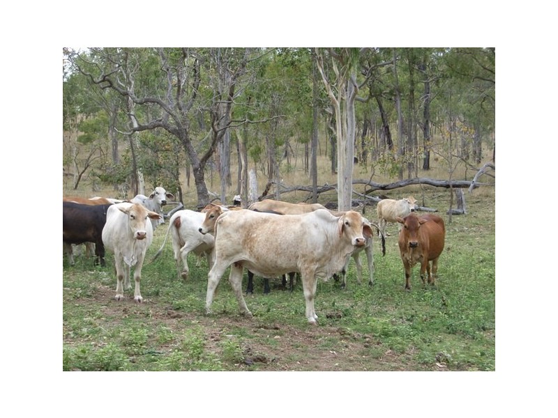 Collinsville QLD 4804