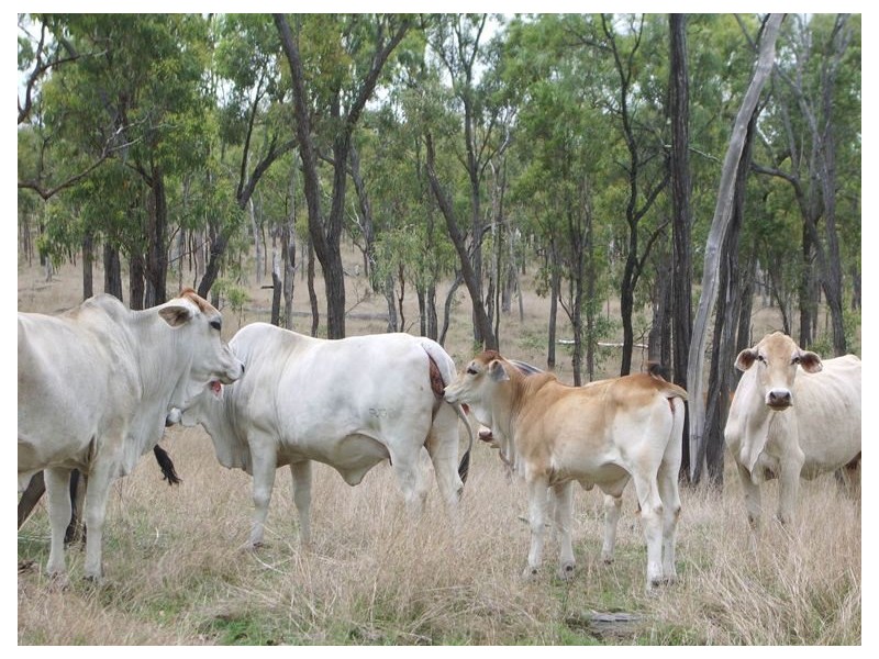 Collinsville QLD 4804