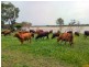 Home Hill QLD 4806