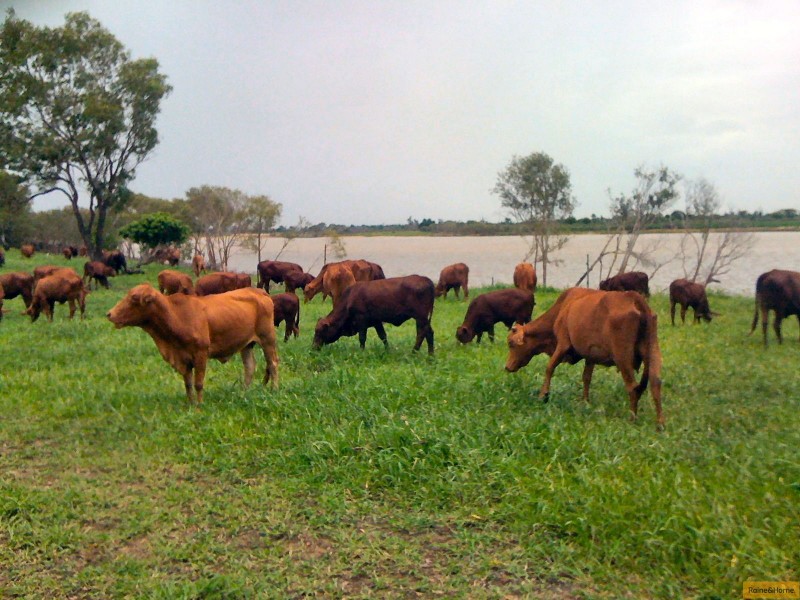 Home Hill QLD 4806