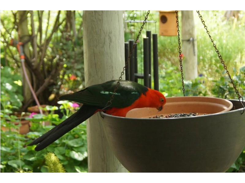 5 Pink Street, Violet Town VIC 3669