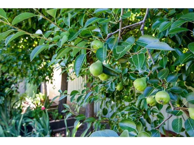 14 Cummings Street, Wodonga VIC 3690