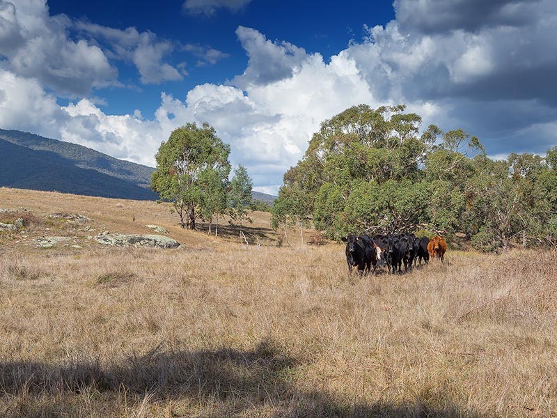 2923 Myrtleford-Yackandandah Road, Yackandandah VIC 3749