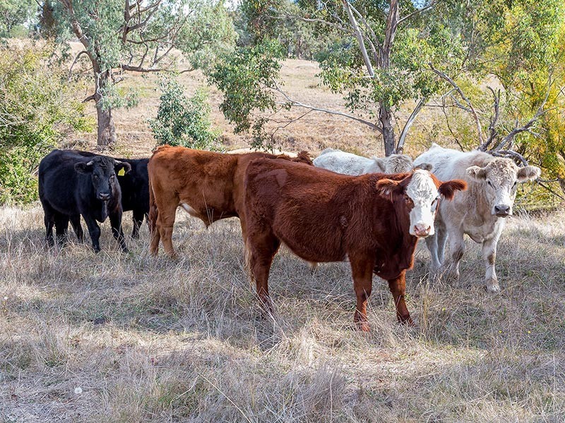 2923 Myrtleford-Yackandandah Road, Yackandandah VIC 3749