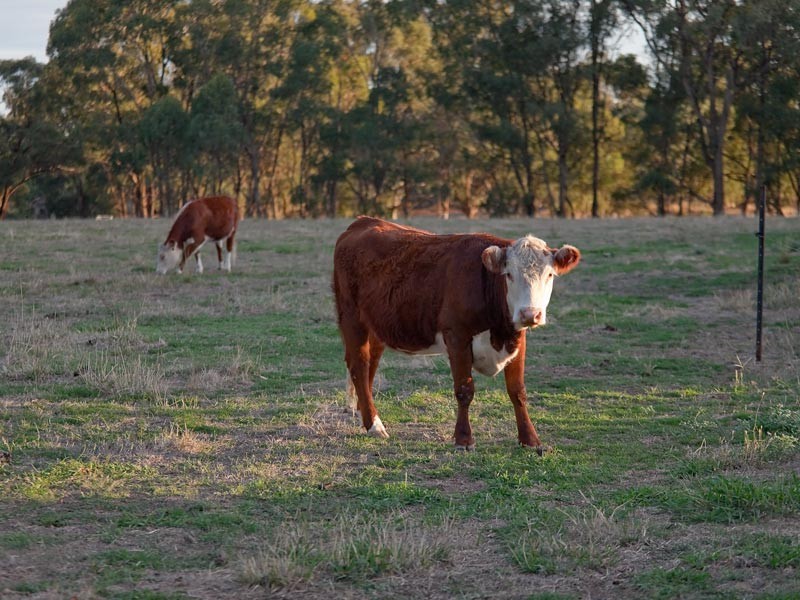 Barnawartha VIC 3688