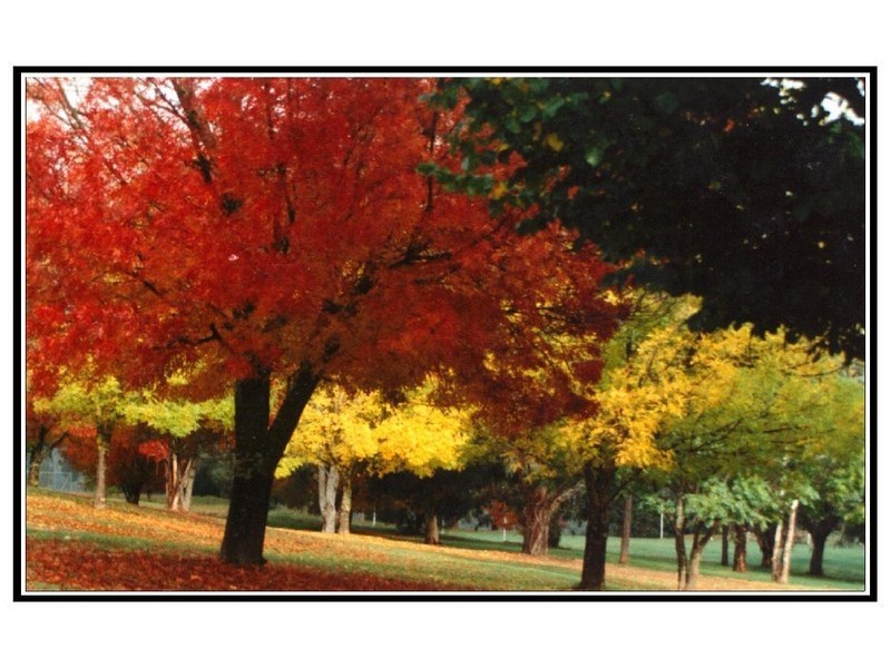 8 Jitema Street, Dartmouth VIC 3701