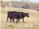 817 Huon Creek Road, Wodonga VIC 3690