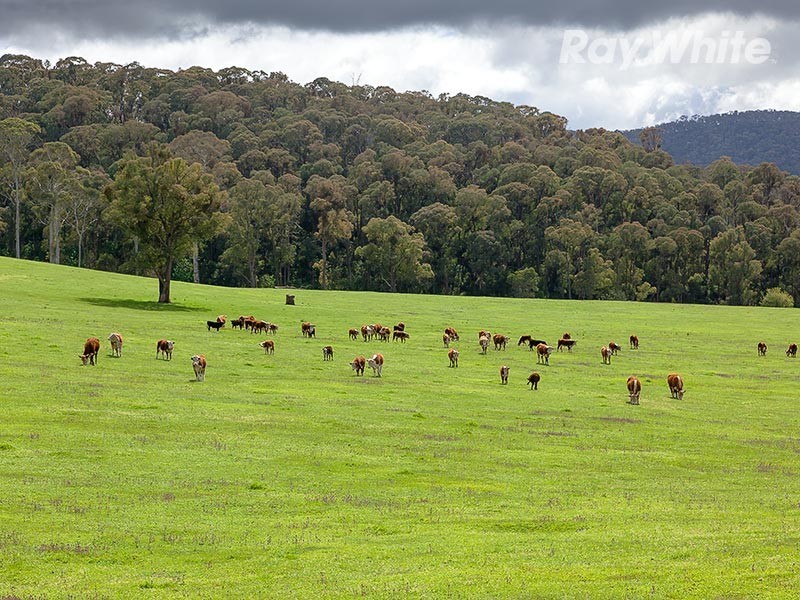 1221 Callaghan Creek Road, Mitta Mitta VIC 3701
