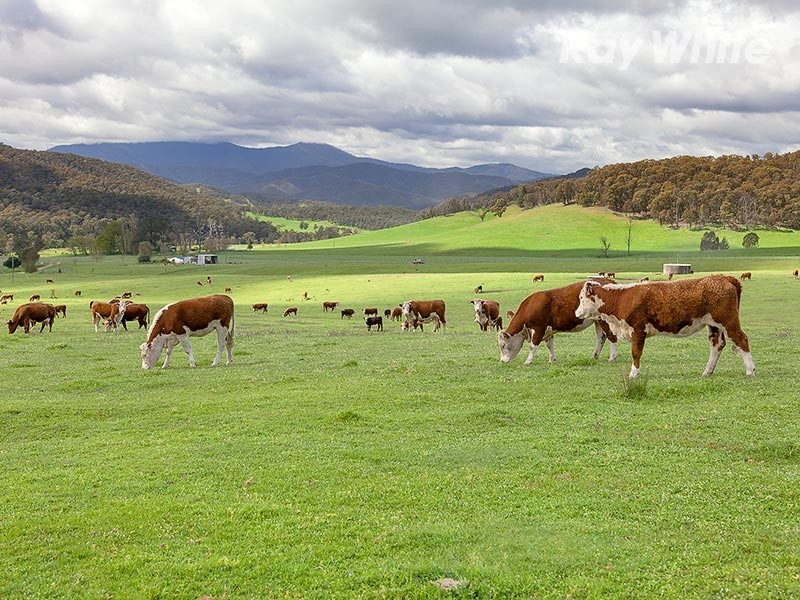 1221 Callaghan Creek Road, Mitta Mitta VIC 3701