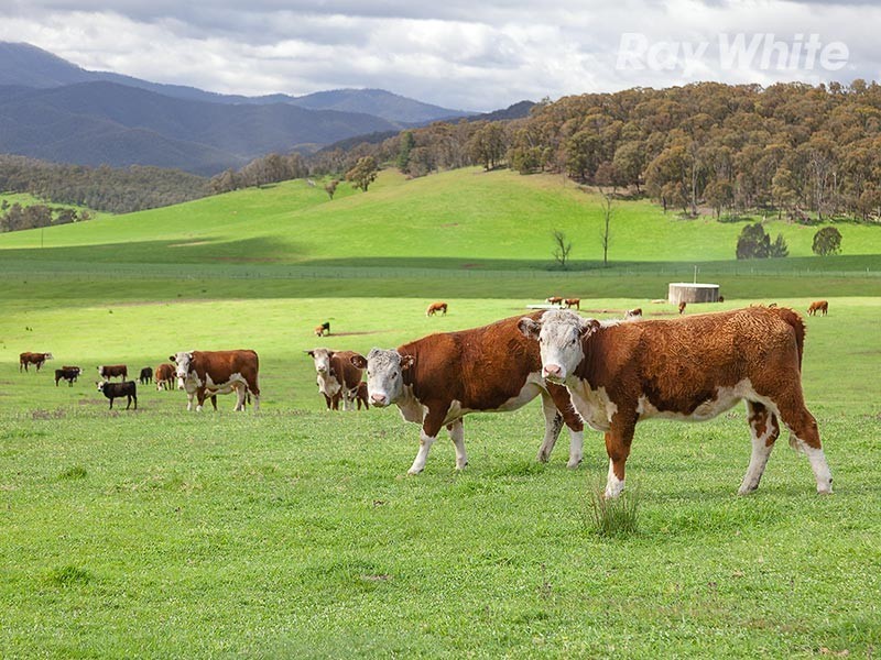 1221 Callaghan Creek Road, Mitta Mitta VIC 3701