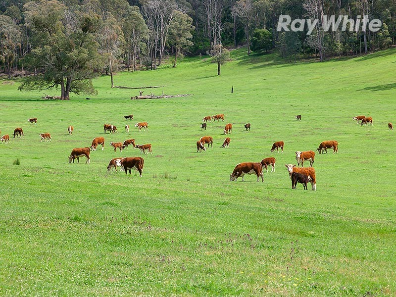 1221 Callaghan Creek Road, Mitta Mitta VIC 3701