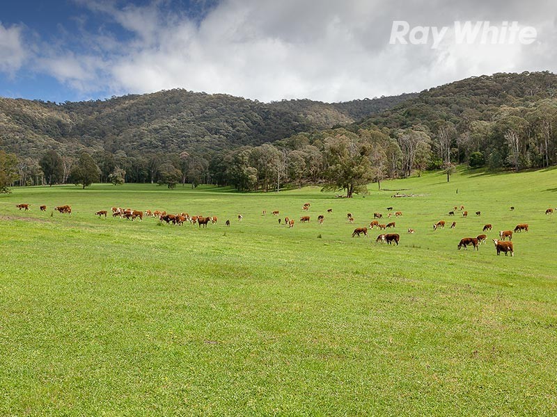 1221 Callaghan Creek Road, Mitta Mitta VIC 3701