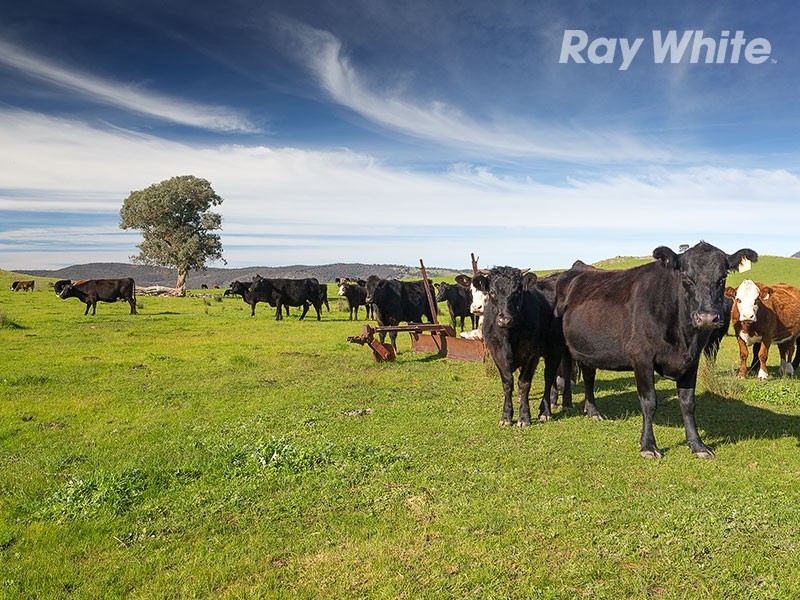 196 Phillips Road, Leneva VIC 3691