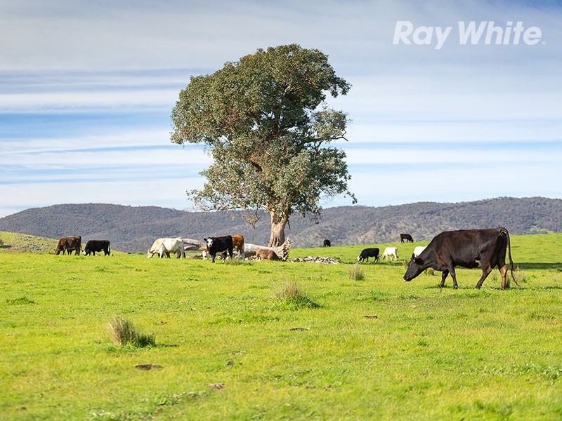 196 Phillips Road, Leneva VIC 3691