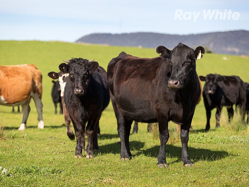 196 Phillips Road, Leneva VIC 3691