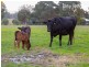 1885 Kiewa Valley Highway, Kiewa VIC 3691