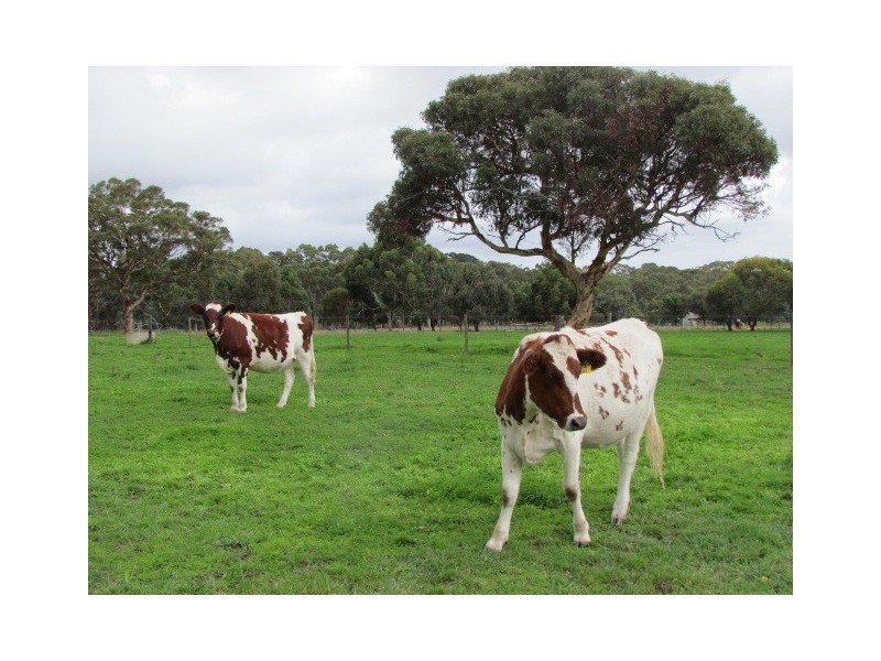 98 Ellis Road, Meadows SA 5201