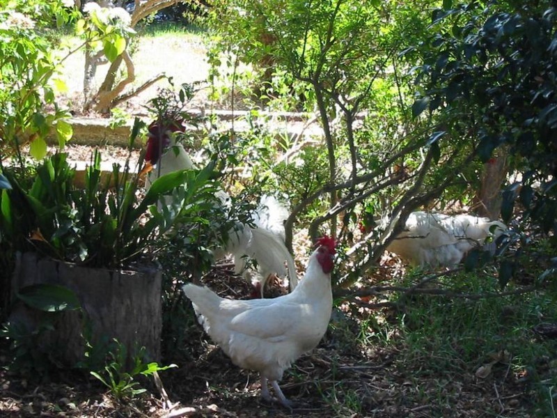 Lot 26 Wattle Road, Meadows SA 5201