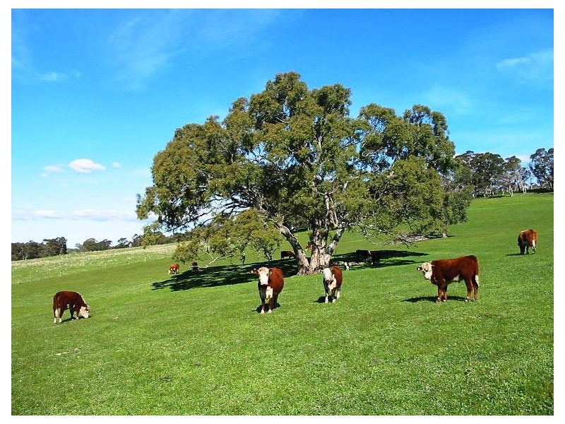Lt 11 Gemmell Road, Macclesfield SA 5153