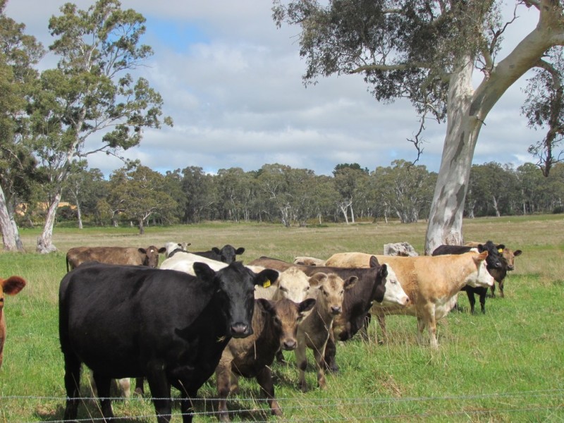 Lot 201 Wickham Hill Road, Kuitpo SA 5172