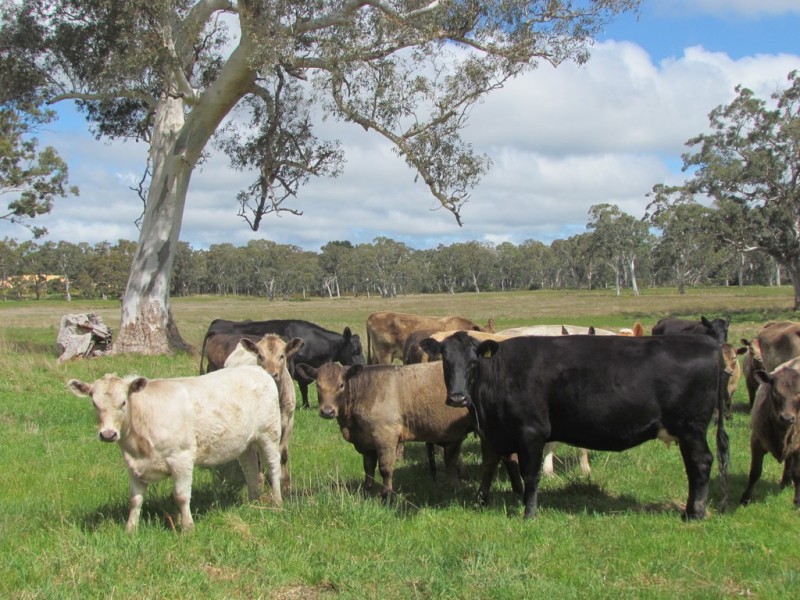 Lot 201 Wickham Hill Road, Kuitpo SA 5172