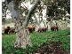 Lot 114 Old Bull Creek Road, Paris Creek SA 5201